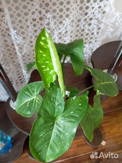 Сингониум панда