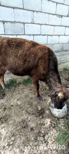Корова дойная с теленком, телка 1 год