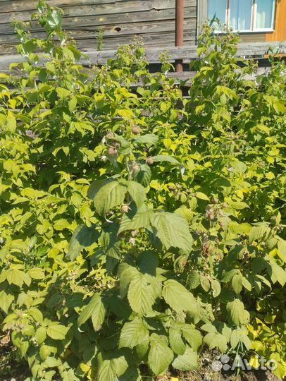 Малина Ремонтантная