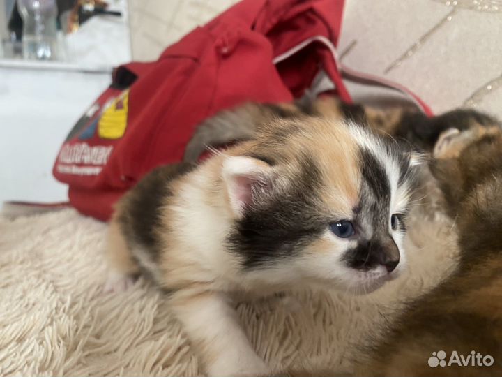 Котята в добрые руки