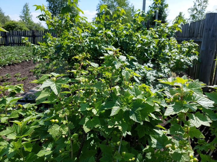 Участок 9,8 сот. (СНТ, ДНП)