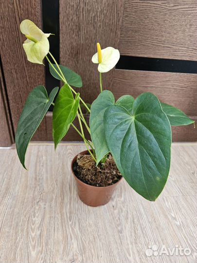 Антуриум Ванила