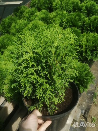 Туя западная 