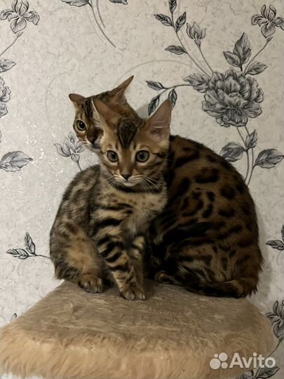 Бенгальский кот