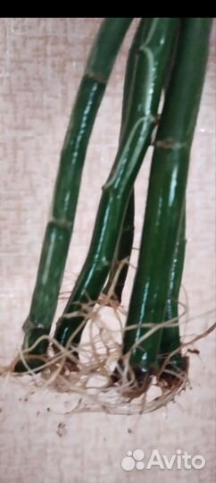 Педилантус