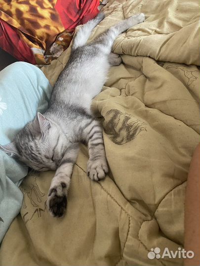 Британская кошка