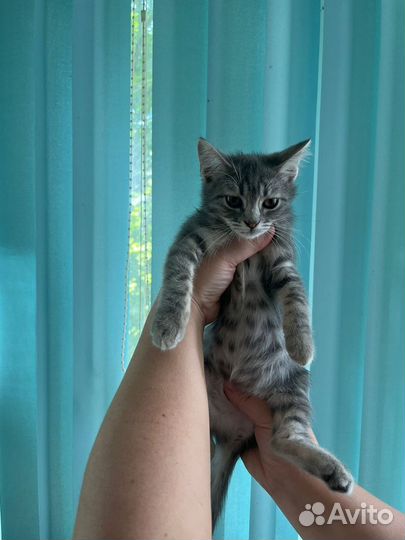 Котята бесплатно