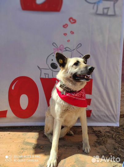 Рыжуня красотуня солнышко