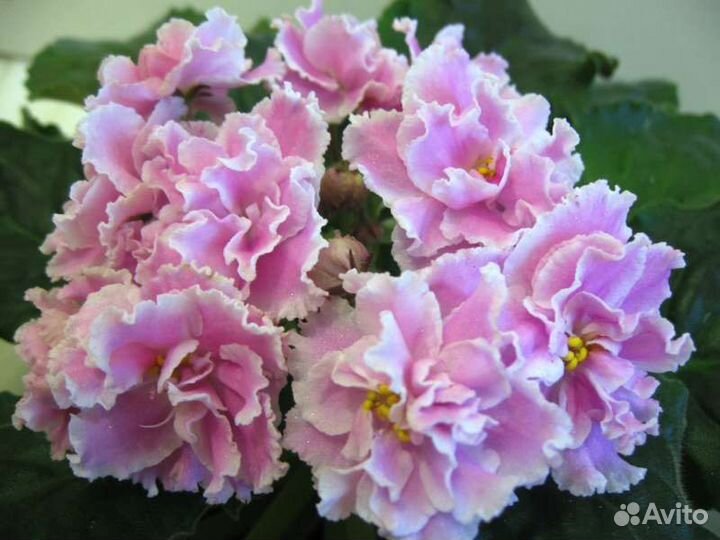 Фиалка сортовая махровая гигантские цветы сенполии