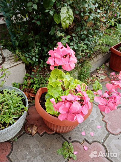 Герань разная