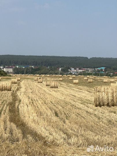 Продаю солому