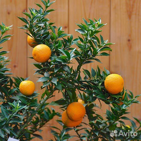 Чинотто мандарин