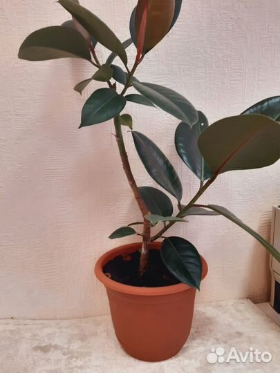 Фикус каучуконосный