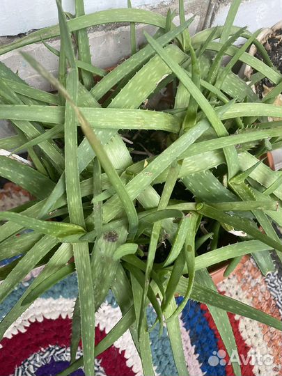 Алоэ лечебный