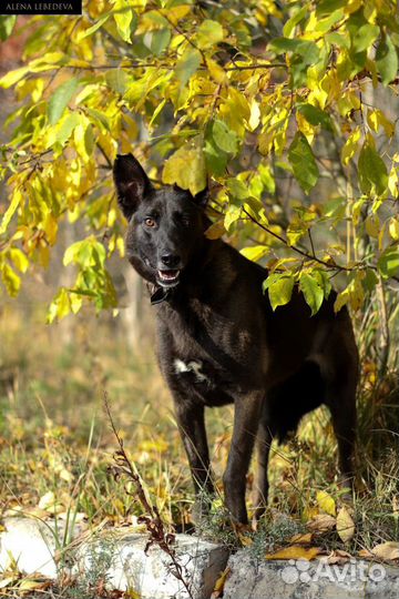 Собака Урсула