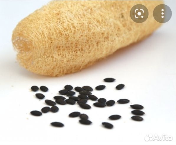 Семена люффы египетская