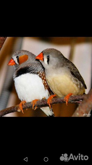 Амадины птенцы