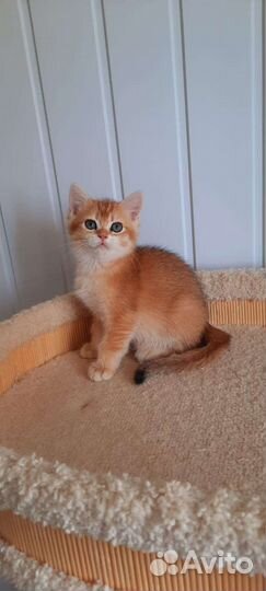 Золотые шиншиллы котята