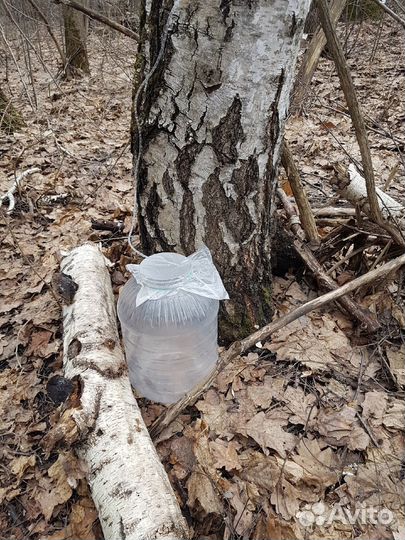 Квас, сок, берёзовый