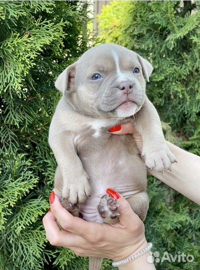 Американский булли девочка 1