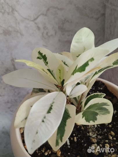 Фикус Альбомаргината