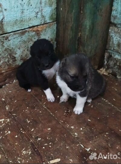 Продам щенков алабая