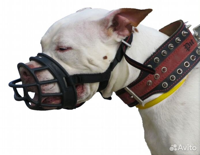 Дрессировочная площадка. Дрессировка собак. Спорт