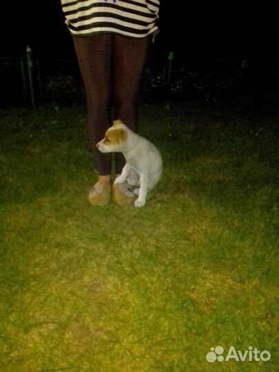 Щенок в добрые руки бесплатно