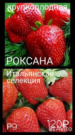 Рассада клубники