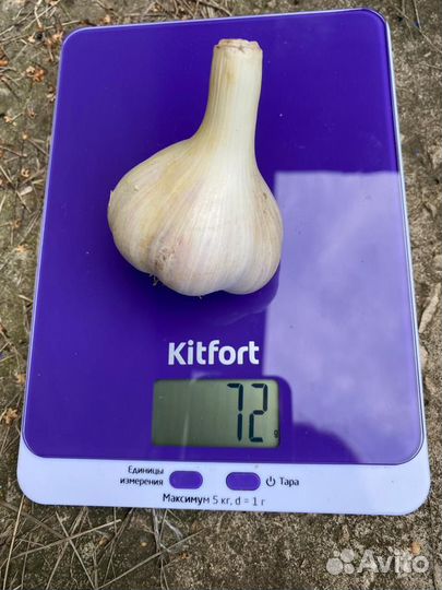 Чеснок для еды и на посадку