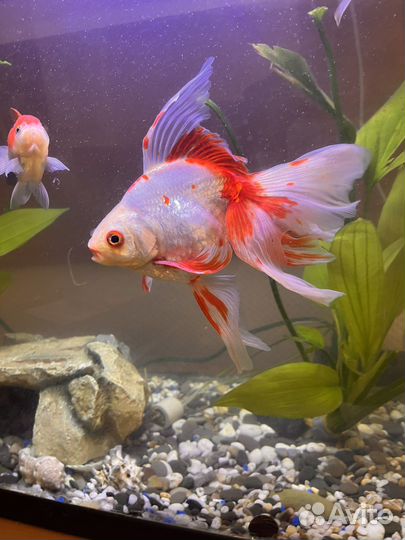 Золотые рыбки