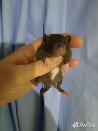 Крыса, крысята Хаски