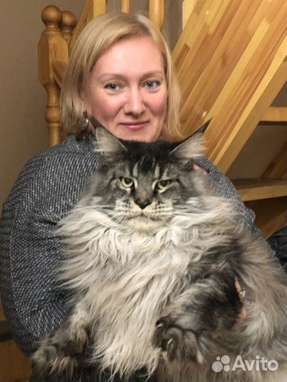 Вязка кошек