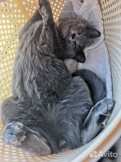 Передержка животных на время отпуска