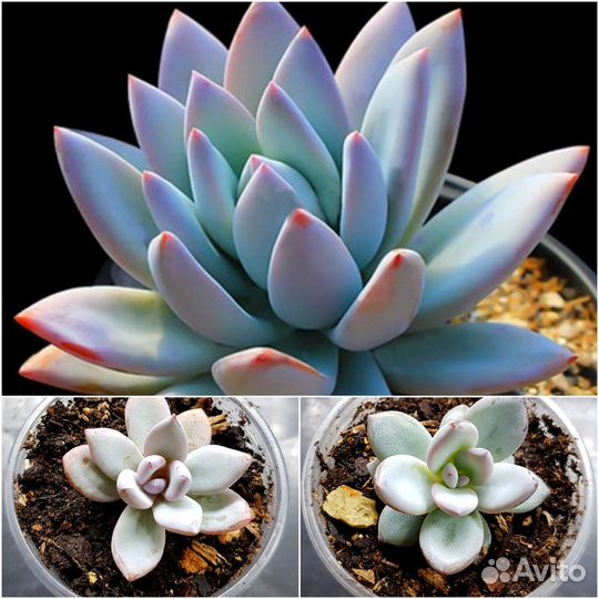 Пахиверии, эхеверии, граптоверии