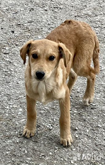 Небольшая собачка в добрый дом