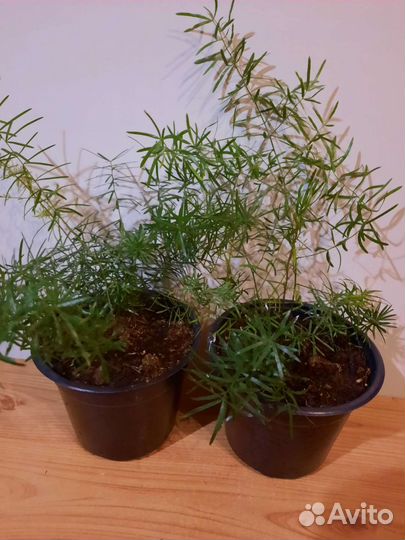 Папоротник Осака, Аспарагус Шпренгера, Мейера