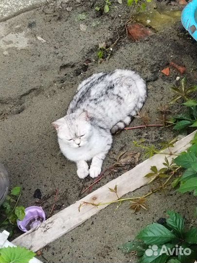 Котенок 2 месяца