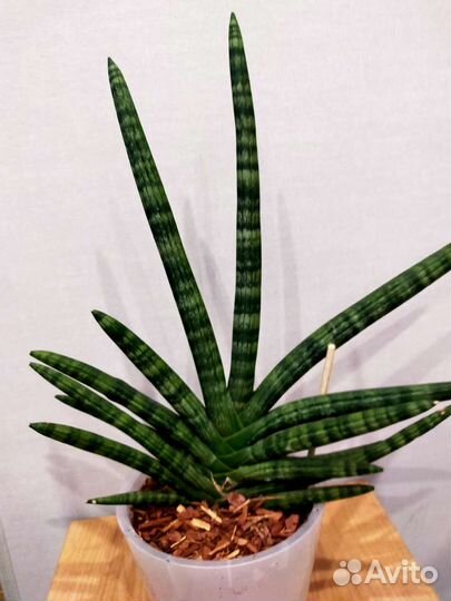 Сансевиерия сортовая бонселенсис