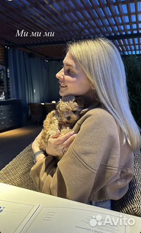 Мальтипу f1 micro