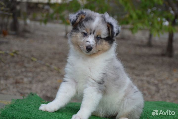 Щенки шелти