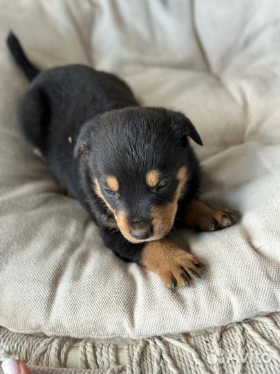 Щенки ротвейлера продажа