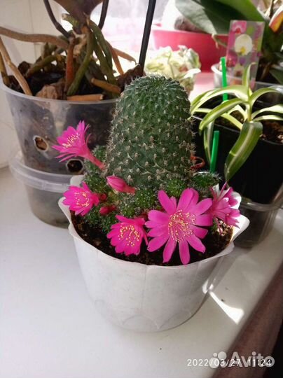 Детки цветущего кактуса