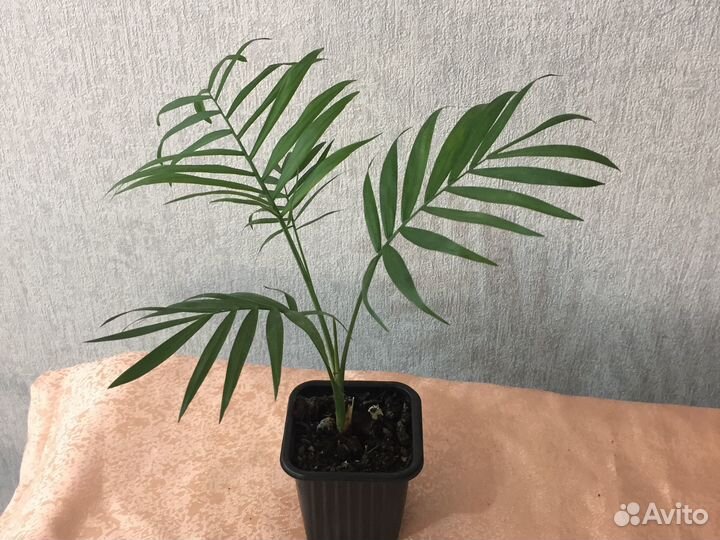 Пальма хамедорея. Комнатные цветы. Растения