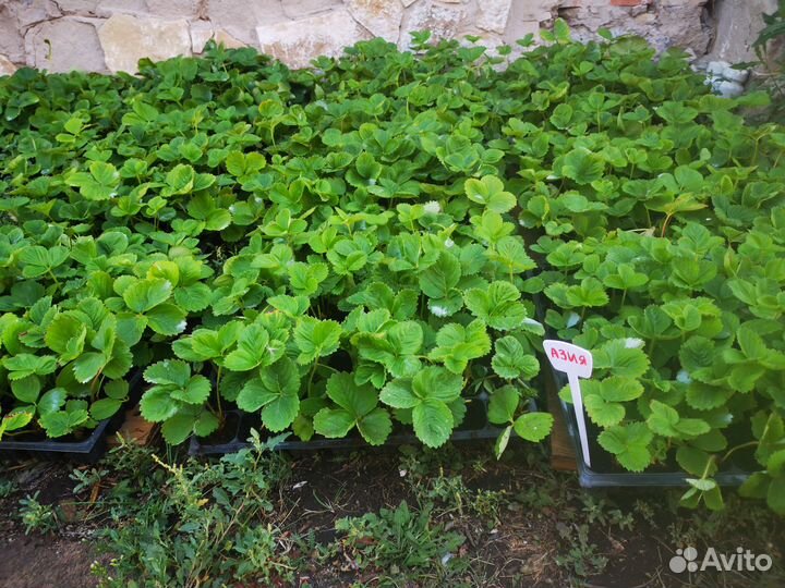 Рассада клубники более 20 сортов