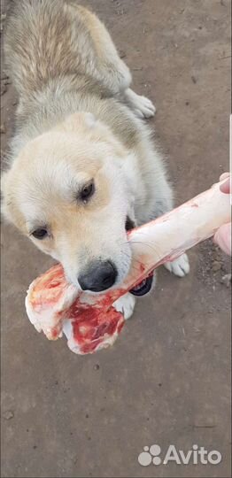 Мясо для собак и кошек