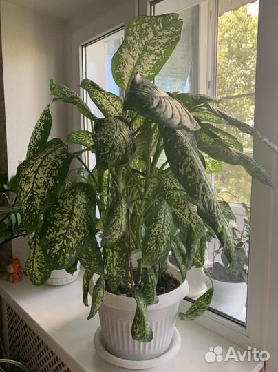 Диффенбахия