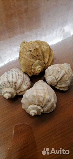 Ракушка морская