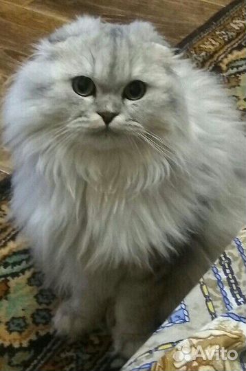 Котик на вязку