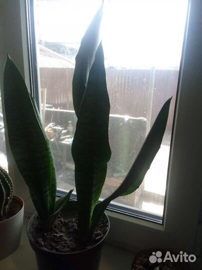 Сансевиерия(щучий хвост)
